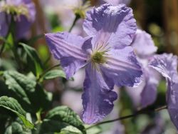 Clematis 'Blekitny Aniol' od. 'Blue Angel' - Clematis viticella 'Blekitny Aniol'