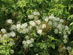 Ramblerrose 'Bobby James' - Rosa 'Bobby James'