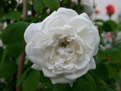 Historische Rose 'Mme Hardy' - Rosa 'Mme Hardy'