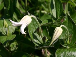 Clematis 'Alba' - Clematis integrifolia 'Alba'