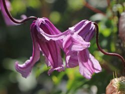 Clematis 'Rosea' - Clematis integrifolia 'Rosea'