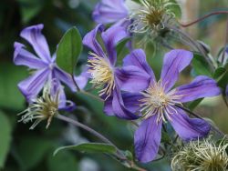 Clematis 'Juuli' - Clematis integrifolia 'Juuli'