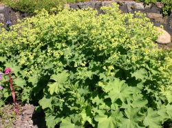 Gro�bl�ttriger Frauenmantel - Alchemilla mollis