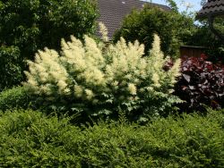 Wald Gei�bart - Aruncus dioicus