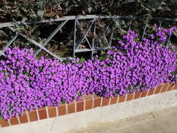 Blaukissen - Aubrieta x cultorum 'Hamburger Stadtpark'