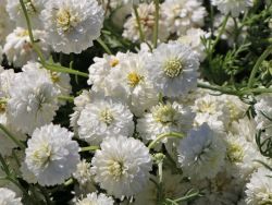 R�mische Scheinkamille - Chamaemelum nobile 'Plena'