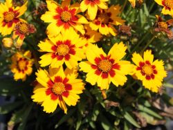 Gro�blumiges Garten M�dchenauge - Coreopsis grandiflora 'Sonnenkind'