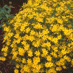 Netzblatt Sch�nauge - Coreopsis verticillata 'Zagreb'