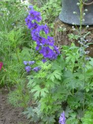Pacific-Garten-Rittersporn 'Black Knight' - Delphinium Pacific Hybride 'Black Knight'