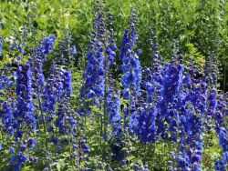 Pacific Garten Rittersporn - Delphinium Pacific Hybride 'Blue Bird'