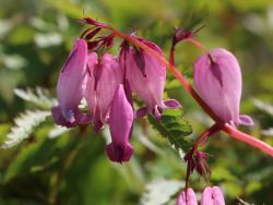 Zwerg Herzblume / Doppelsporn - Dicentra eximia
