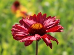 Gro�blumige Garten Kokardenblume - Gaillardia x grandiflora 'Burgunder'