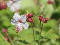 Felsen Storchschnabel - Geranium macrorrhizum 'Spessart'