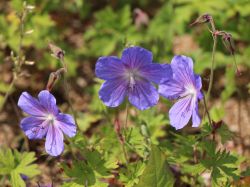 Garten Storchschnabel - Geranium Pratense-Hybr.'Johnsons Blue'