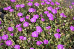 Blut Storchschnabel - Geranium sanguineum 'Max Frei'