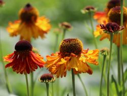 Garten Sonnenbraut - Helenium x hybrida 'Moerheim Beauty'