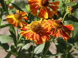 Garten Sonnenbraut - Helenium x hybrida 'Waltraud'