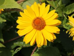Garten Sonnenauge - Heliopsis scabra 'Spitzent�nzerin'