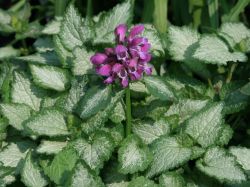 Gefleckte Taubnessel - Lamium maculatum 'Beacon Silver'