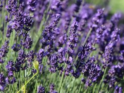 Garten Lavendel - Lavandula angustifolia 'Hidcote Blue'