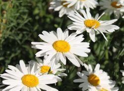 Sommer-Gartenmargerite 'Gruppenstolz' - Leucanthemum x superbum 'Gruppenstolz'