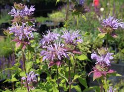 Garten Indianernessel - Monarda fistulosa 'Elsie's Lavender'