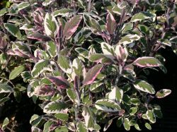 Dreifarbiger Garten Salbei - Salvia officinalis 'Tricolor'