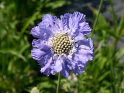 Garten Skabiose - Scabiosa caucasica 'St�fa'