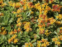 Buntlaubiges Fettblatt - Sedum kamtschaticum 'Variegatum'