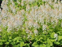 Herzbl�ttrige Schaumbl�te - Tiarella cordifolia