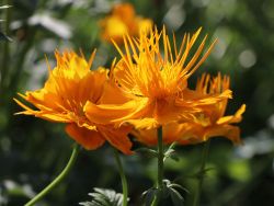 Garten Trollblume - Trollius chinensis 'Golden Queen'