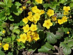 Waldsteinie / Dreiblatt-Golderdbeere - Waldsteinia ternata