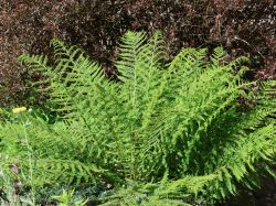 Wald Frauenfarn - Athyrium filix-femina