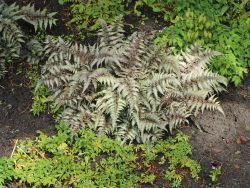 Garten Brokatfarn - Athyrium niponicum 'Metallicum'