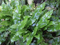 Hirschzungen-Farn - Phyllitis scolopendrium