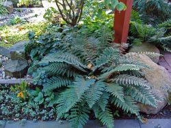 Glanz Schildfarn - Polystichum aculeatum