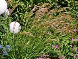 Silber�hrengras wei� /  R�nkgras - Stipa calamagrostis