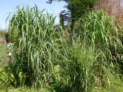 Riesen Chinaschilf - Miscanthus giganteus 'Aksel Olsen'