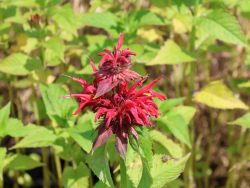 Garten Indianernessel - Monarda fistulosa 'Gardenview Scarlet'