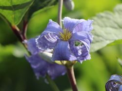 Clematis 'Wyevale'  Stauden-Clematis - Clematis heracleifolia 'Wyevale'