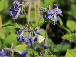 Clematis 'Cassandra' / Stauden-Clematis - Clematis tubulosa / heracleifolia 'Cassandra'