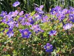 Storchschnabel 'Rozanne' � -Rarit�t- - Geranium Pratense-Hybr.'Rozanne' �  -Neu-