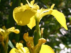 Hohe Garten Schwertlilie - Iris x barbata-elatior 'Ola Kala'