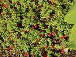 Cranberry / Moosbeere - Vaccinium macrocarpon
