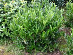 Kirschlorbeer / Lorbeerkirsche 'Otto Luyken' - Prunus laurocerasus 'Otto Luyken'