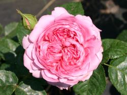 Guillot Rose 'Chantal M�rieux' � - Rosa 'Chantal M�rieux' �