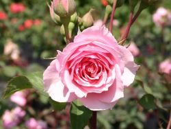 Guillot Rose 'La Rose Bordeaux' � - Rosa 'La Rose Bordeaux' �
