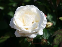 Guillot Rose 'Manuel Canovas' � - Rosa 'Manuel Canovas' �