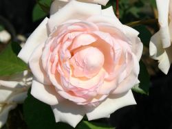 Guillot Rose 'Martine Guillot' � - Rosa 'Martine Guillot' �