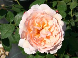 Guillot Rose 'Mme Paule Massad' � - Rosa 'Mme Paule Massad' �